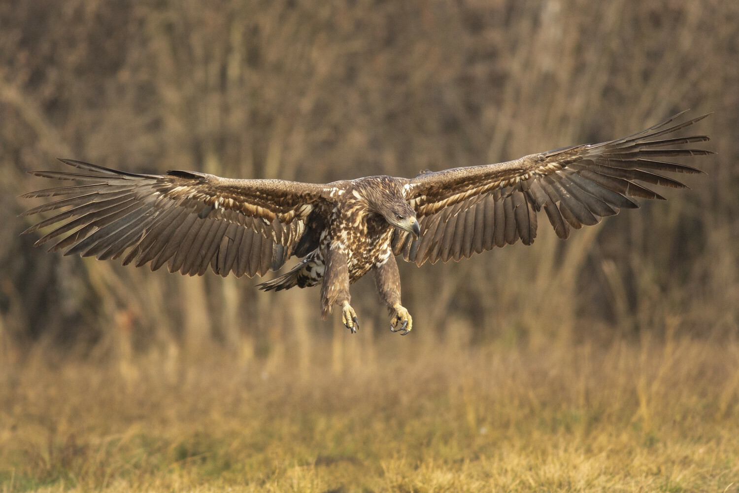 Scientists To Study How Forest Structure Affects The Movement Of Bird 